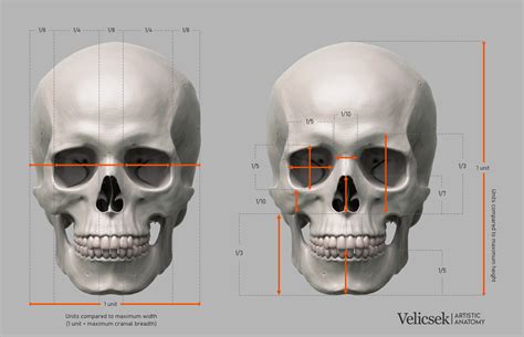 measuring skull thickness|average size of human skull.